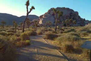 Joshua Tree National Park