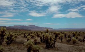 Joshua Tree National Park