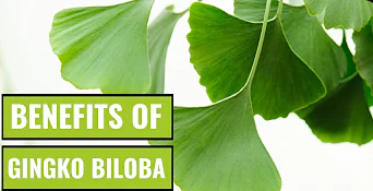 los beneficios de las cápsulas de ginkgo biloba